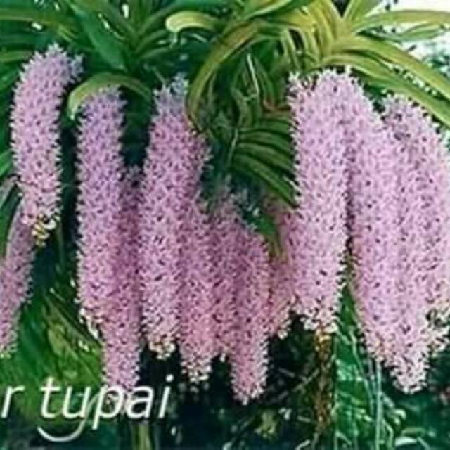 Anggrek ekor tupai spike/retusa