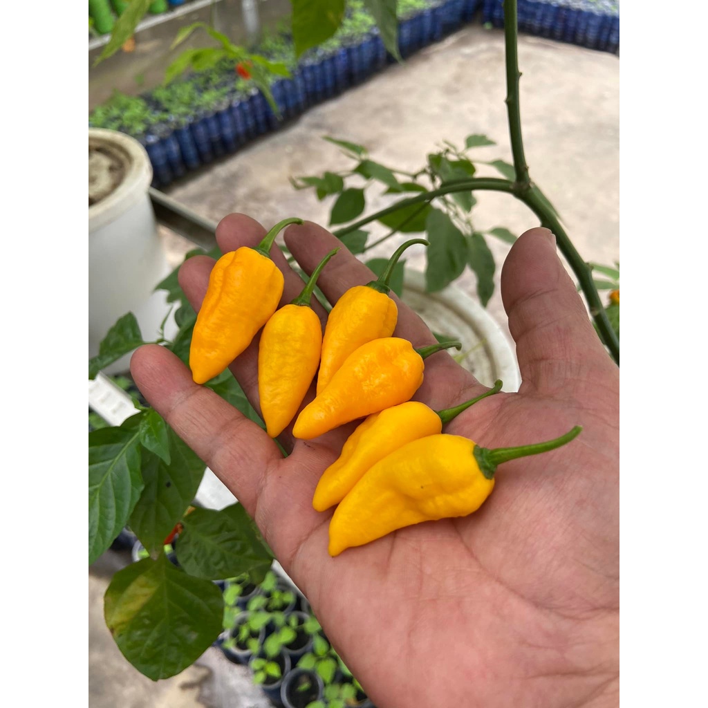 Benih Bibit Biji - Cabai Fatalii Yellow Cabe Super Pedas Pepper Seeds