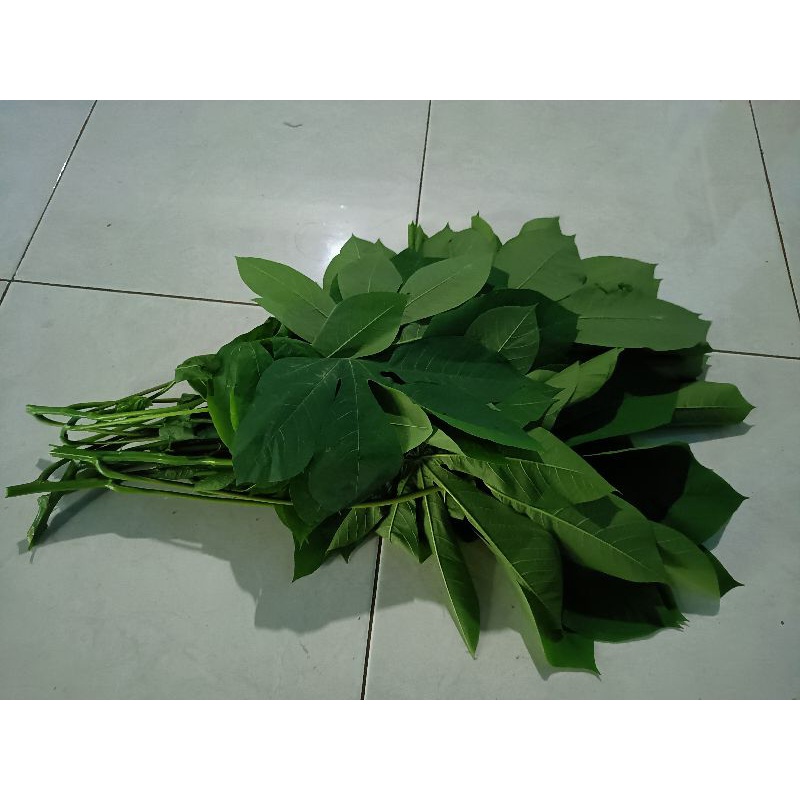 

Daun singkong muda