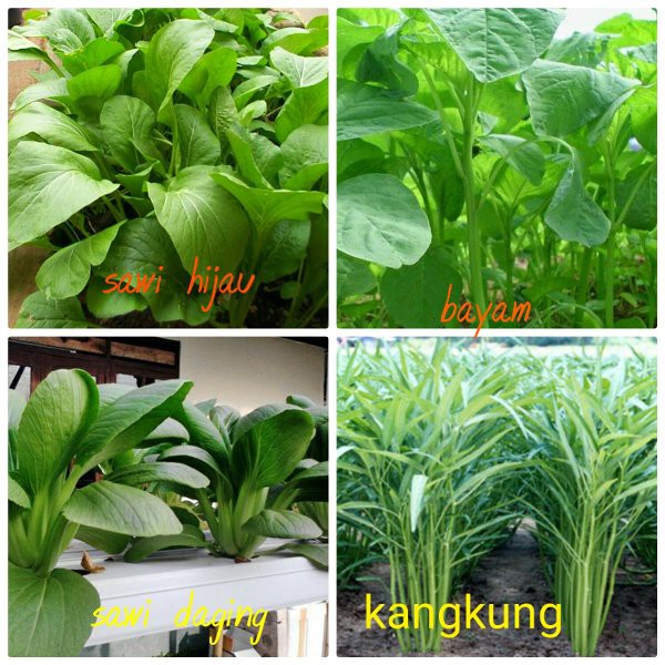 Paket Promo Biji Benih Tanaman Sayur Sayuran Sawi Bayam Dan Kangkung