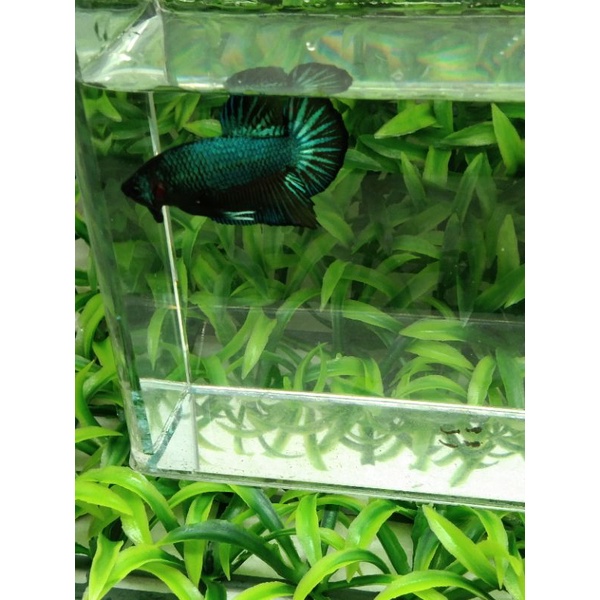 Ikan Cupang Green Samurai