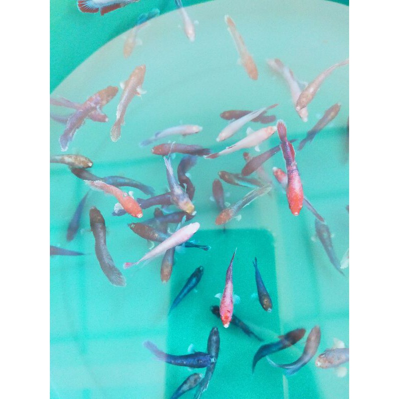 

betta mix 70 ekor