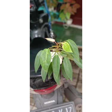 Philodendron Painted Lady