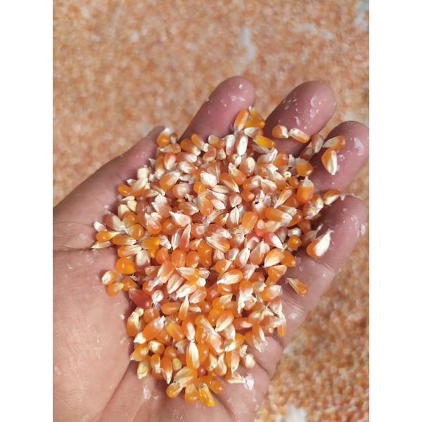 

jagung kristal biji timun per sak 25 kg