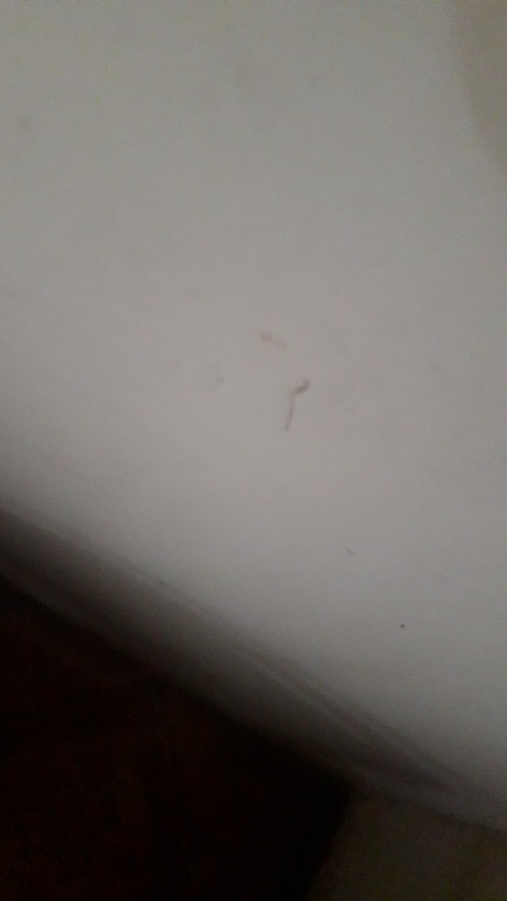 Kacamata Safety Google Bening Pelindung Debu Las Gerinda Uv