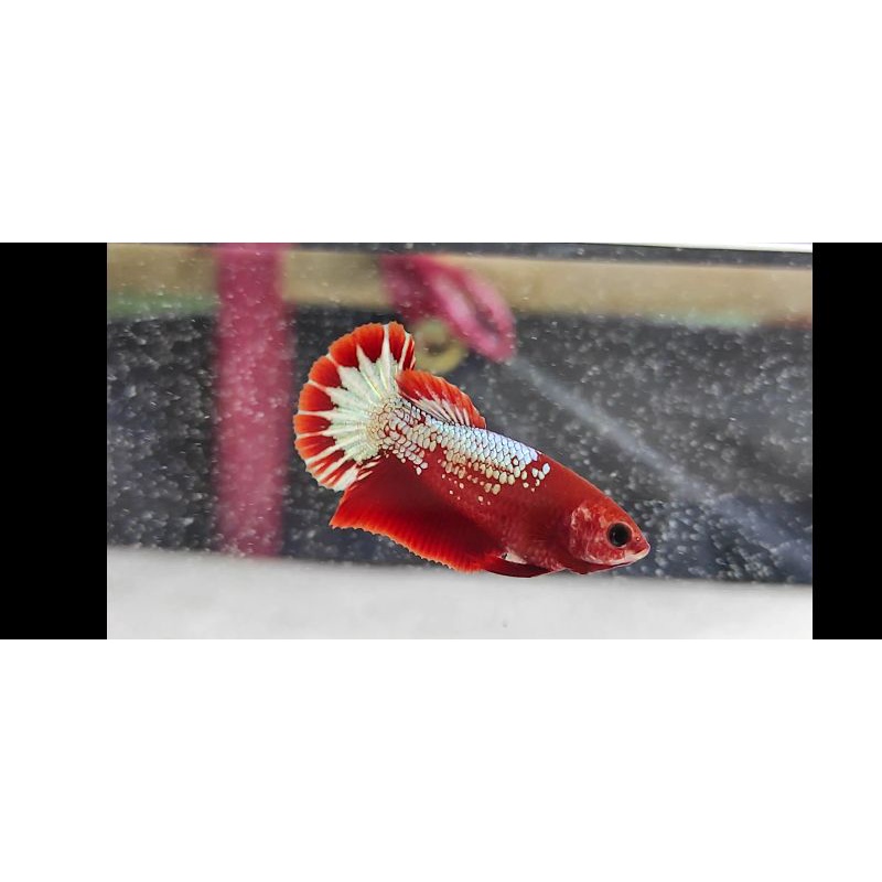 Betina Fccp red head