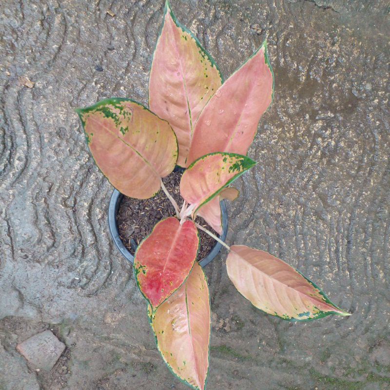 aglonema kochin tembaga