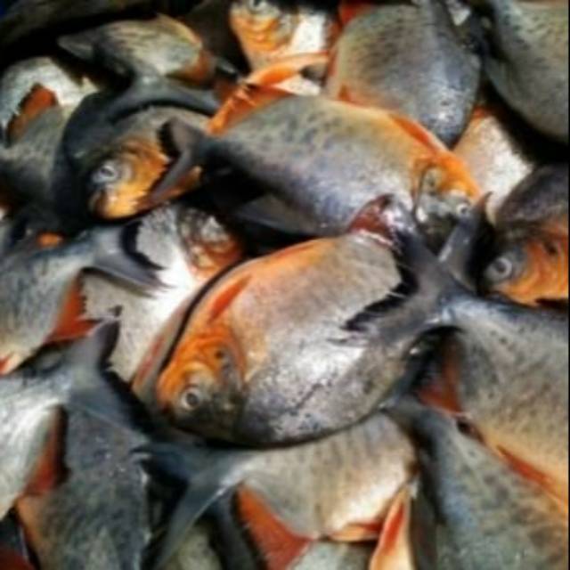 

IKAN BAWAL 1KG MASIH SEGAR DAN HIGIENIS