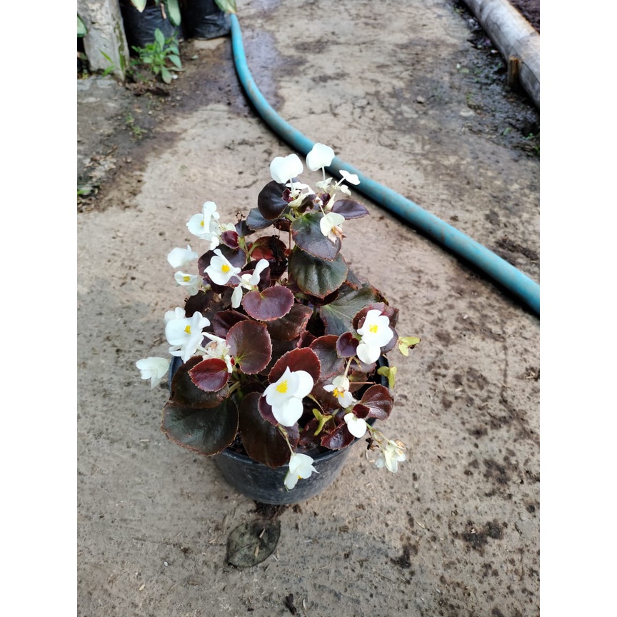 Begonia Bunga Bali - Sudah Berbunga - Tanaman Hias