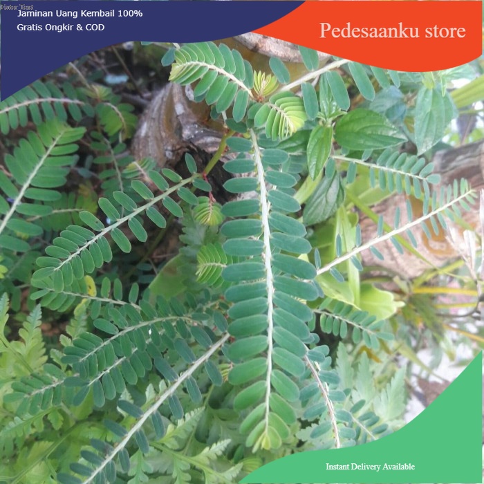 

Meniran segar khusus daun COD