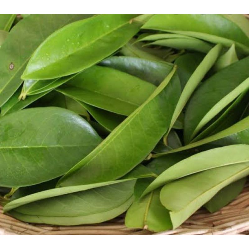 

daun sirsak