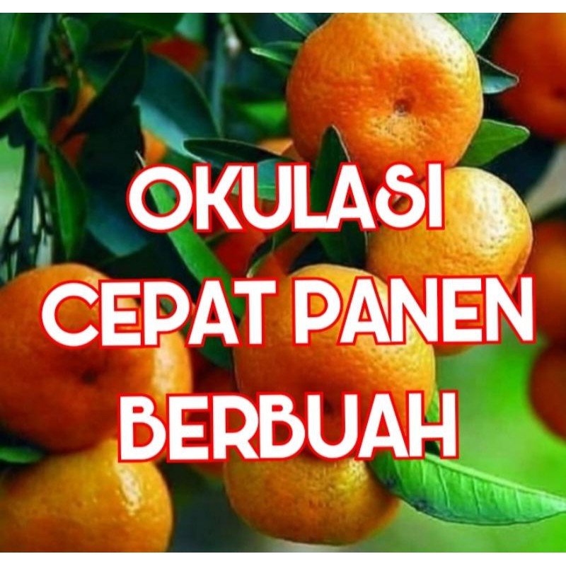 

bibit jeruk santang