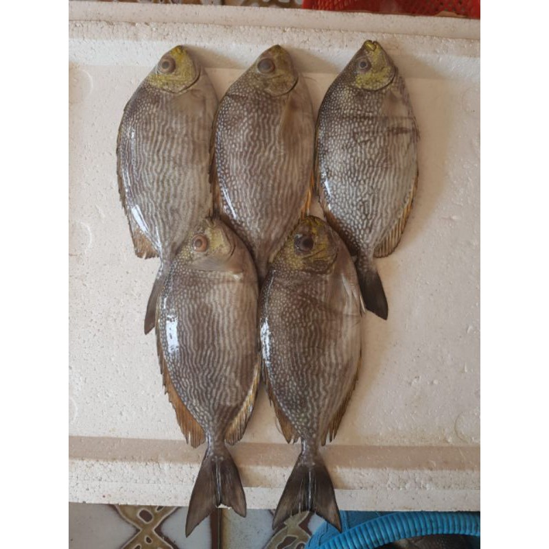 

Ikan Baronang Segar