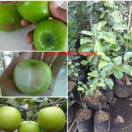 Bibit Buah Apel Manalagi Okulasi-Bibit Buah Apel Manalagi Cepat Berbuah