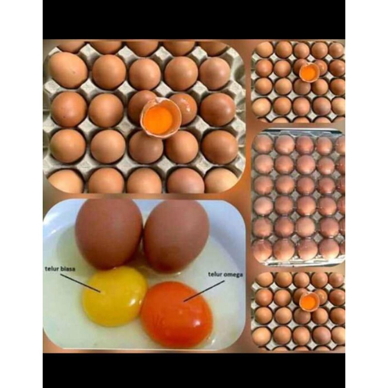 

Telur omega 3 1000gr