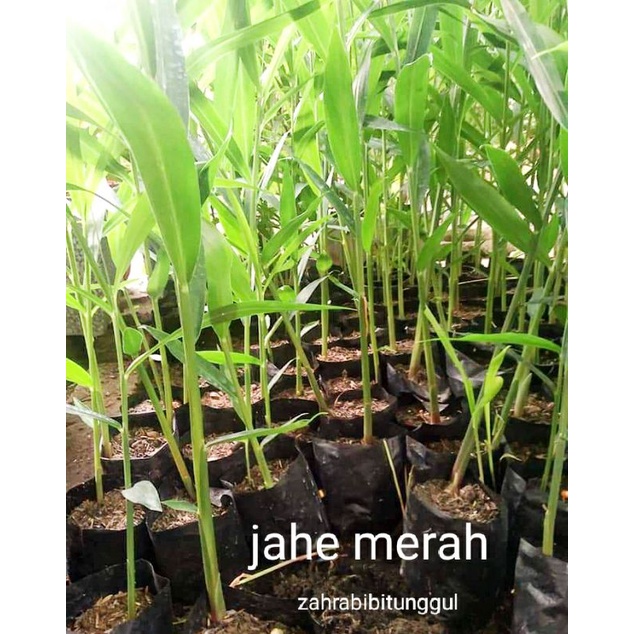 Bibit jahe merah super siap tanam