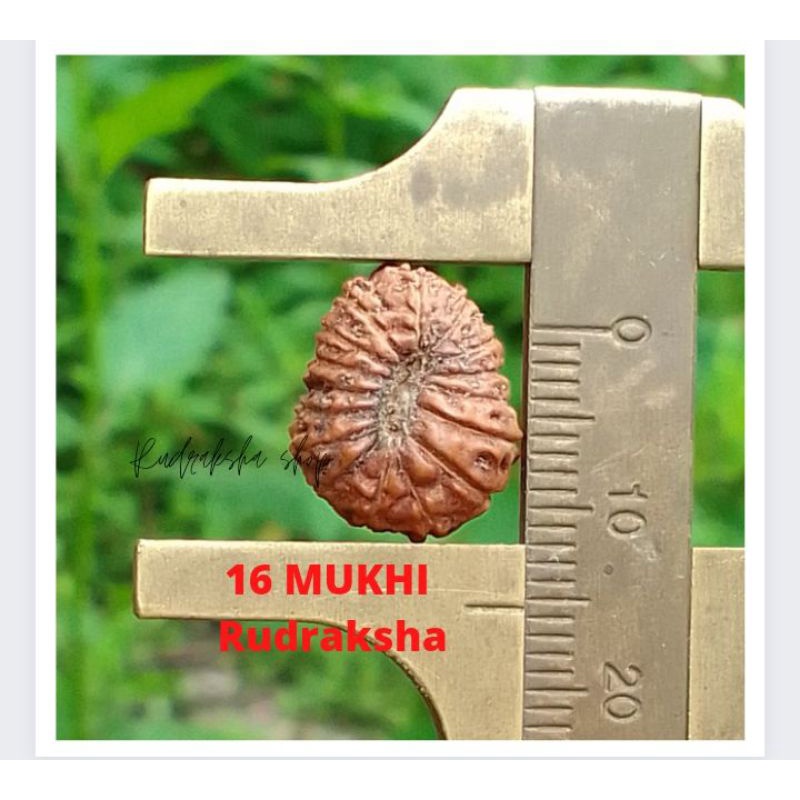 Paket MUKHI 17 Mukhi...250.000...15mm18 Mukhi...200.000...15mm
15 Mukhi....40.000.....13mm   
15 Muk