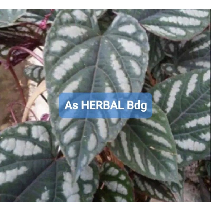 

Daun sirih keraton / daun sirih raja segar 500 gram-az