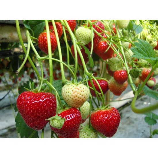 Bibit Strawberry California Jumbo