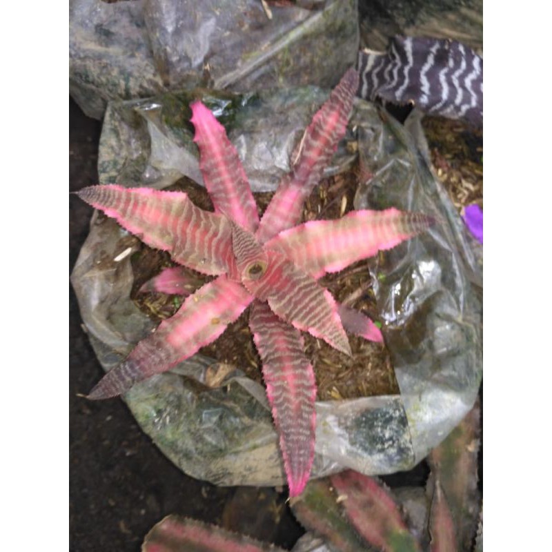 

Kriftantus zebra red
