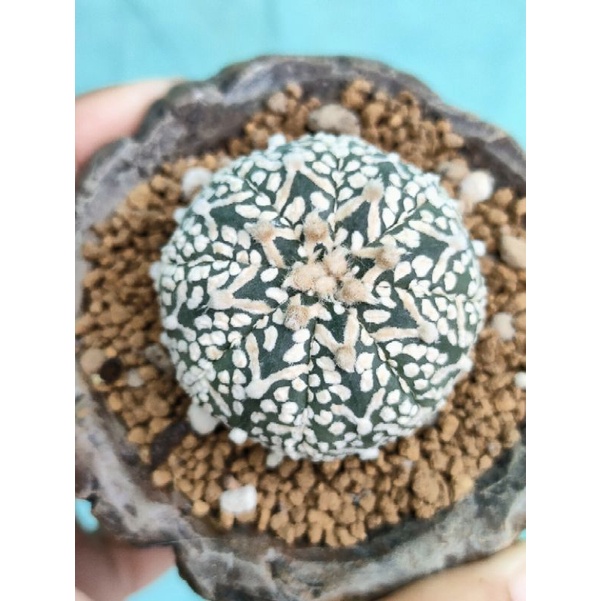 Astrophytum Asterias v type 4 cm