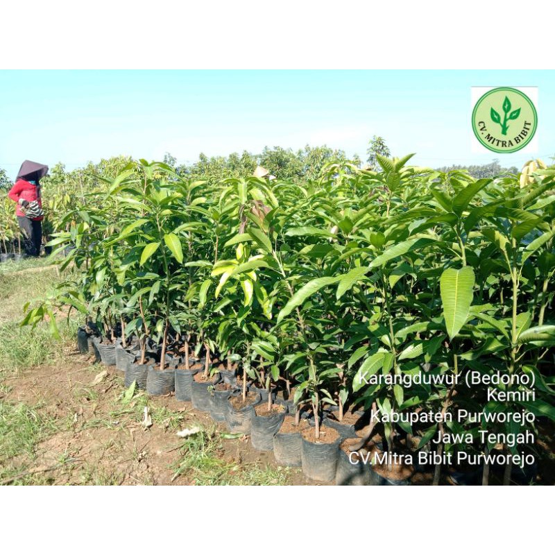 Bibit Mangga Mahatir | Bibit Mangga Buah Jumbo
