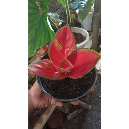 Baby aglonema suksom jaipong