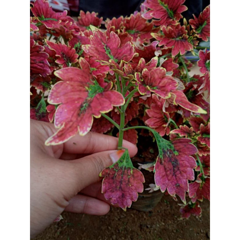 Tanamna hias jawer kotok