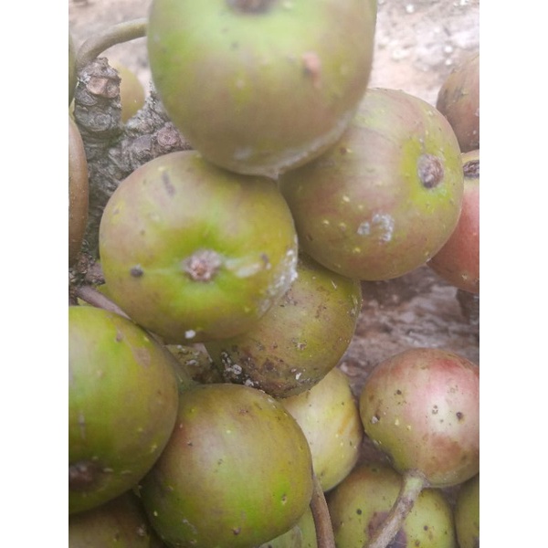 buwah Konang segar 500grm