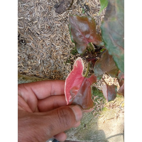 syngonium strawberry ice