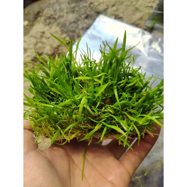 liliopsis lempeng - lilaeopsis brasiliensis tanaman air aquascape