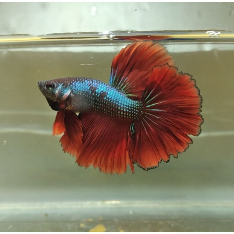 IKAN CUPANG HALFMOON ROSETAIL / BLUE RIM /AVATAR / NEMO