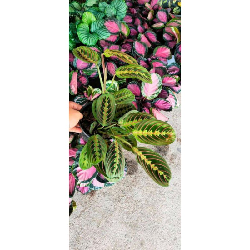 4 paket Tanaman hias calathea murah