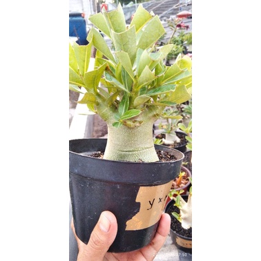 Adenium Arabicum Hibrid Yellow x NSDD