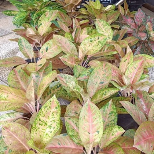 Aglonema Big Roy rimbun