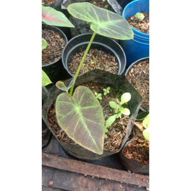 Keladi black magic /keladi hias/keladi hijau corak hitam /keladi cemong