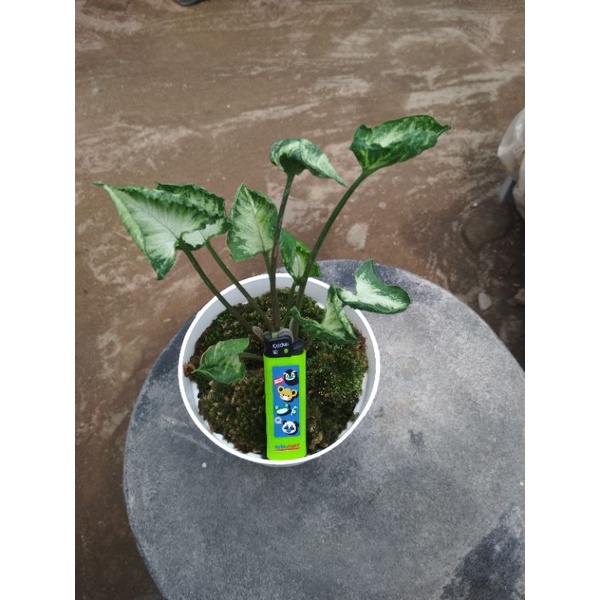 singonium gozilla, singonium murah, singonium Godzilla