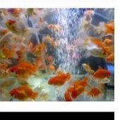 Ikan Hias mas koki aquarium aquascape