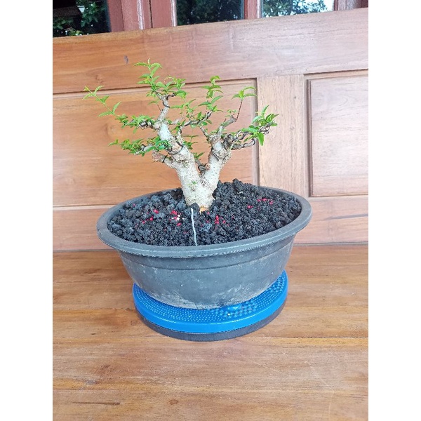 bonsai anting putri siap prospek