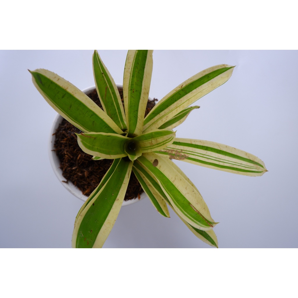 Bromelia Variegata - Tanaman Hias