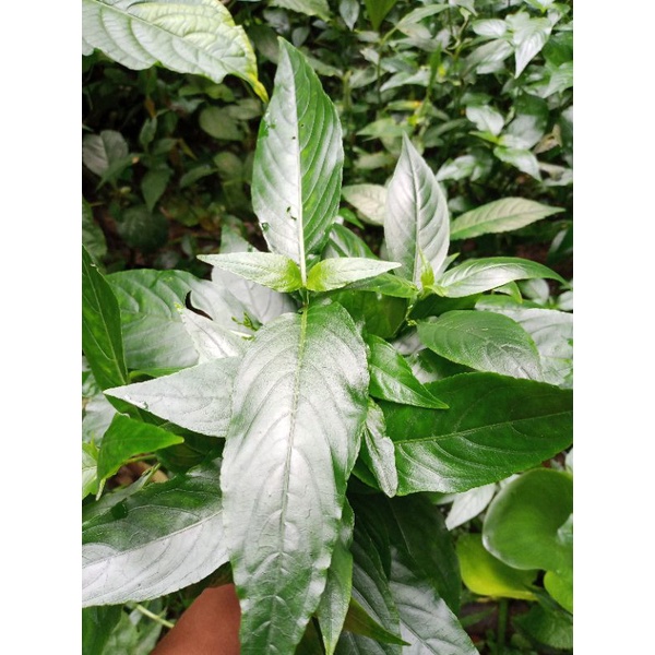 Daun kesum segar 500gram