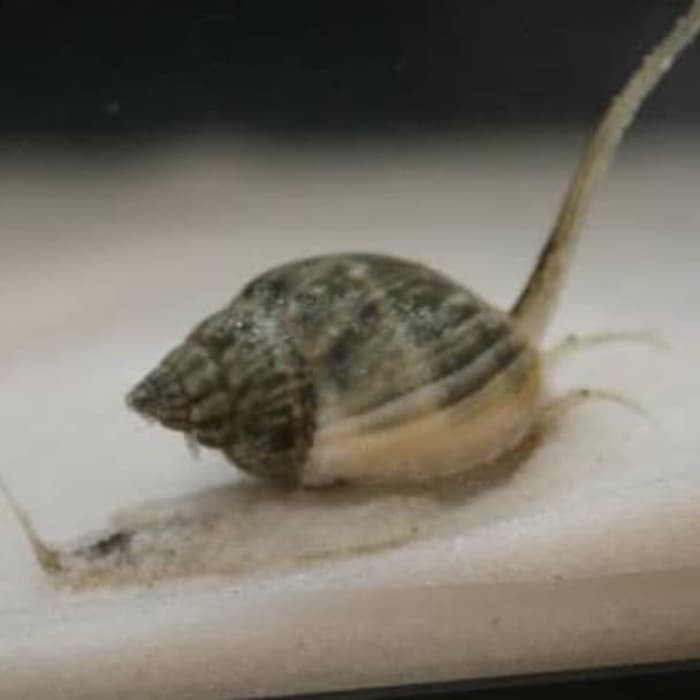 

Langsung Order nassarius terbaik
