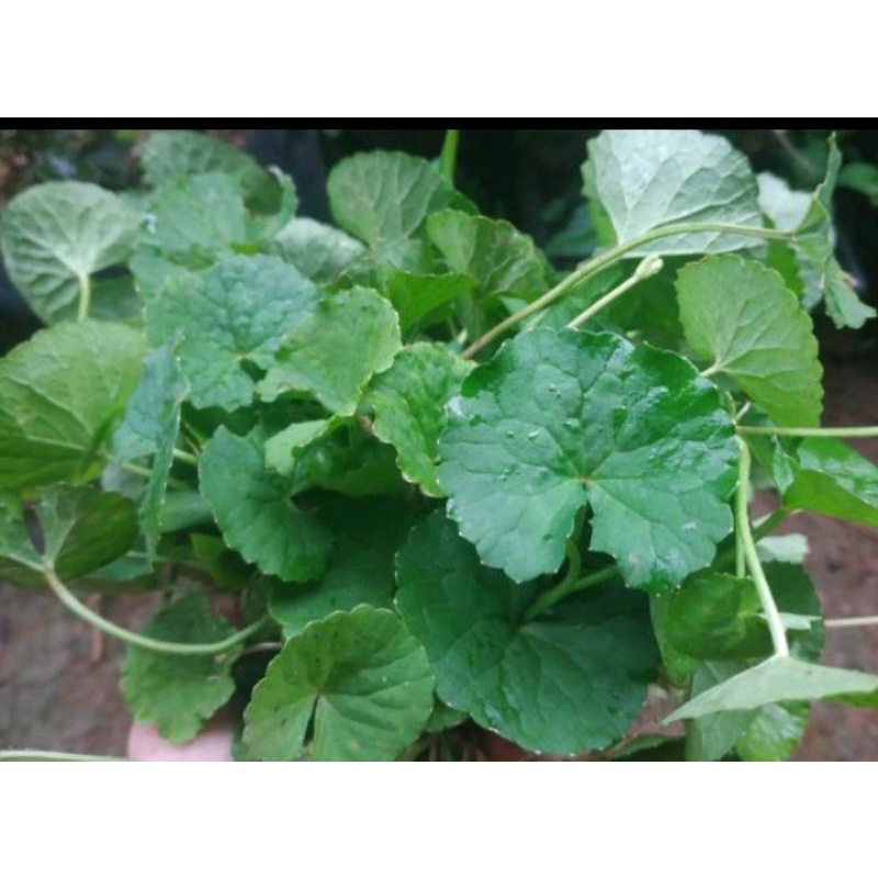

daun pegagan segar / daun antanan / kerok-kerok batok organik (obat herbal)