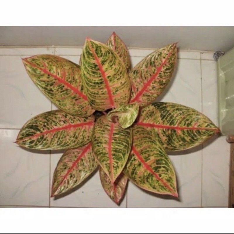 promo bonggol aglonema diana