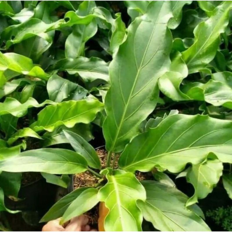 Pohon Antorium Gelombang Cinta Tanaman Hias Indoor Antorium Gelombang Cinta