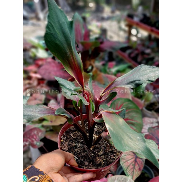 KELADI HYBRID CAKAR NAGA