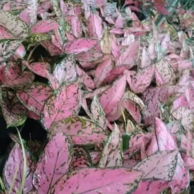 Tanaman Hias Aglonema Lady Valentine - Aglonema Valentine