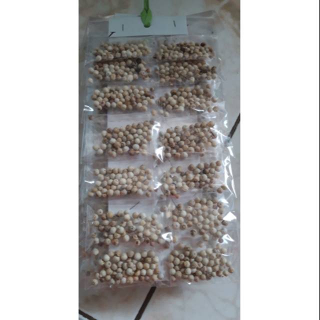 

LADA PUTIH ORIGINAL kualitas SUPER isi 60 pcs