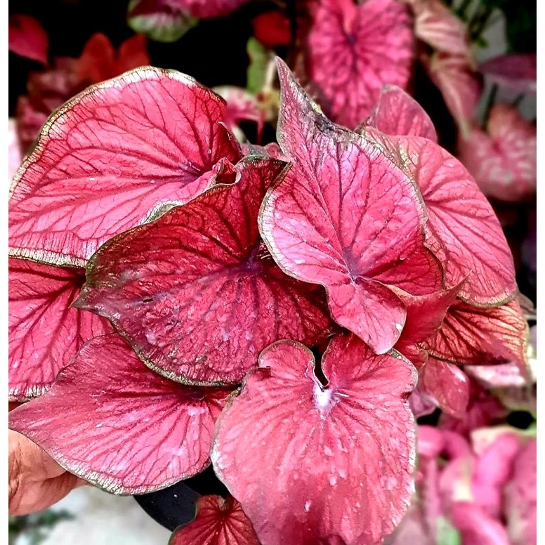 Keladi Hias Red Jaguar | Tanaman Hias Bunga Keladi Red Jaguar Anakan