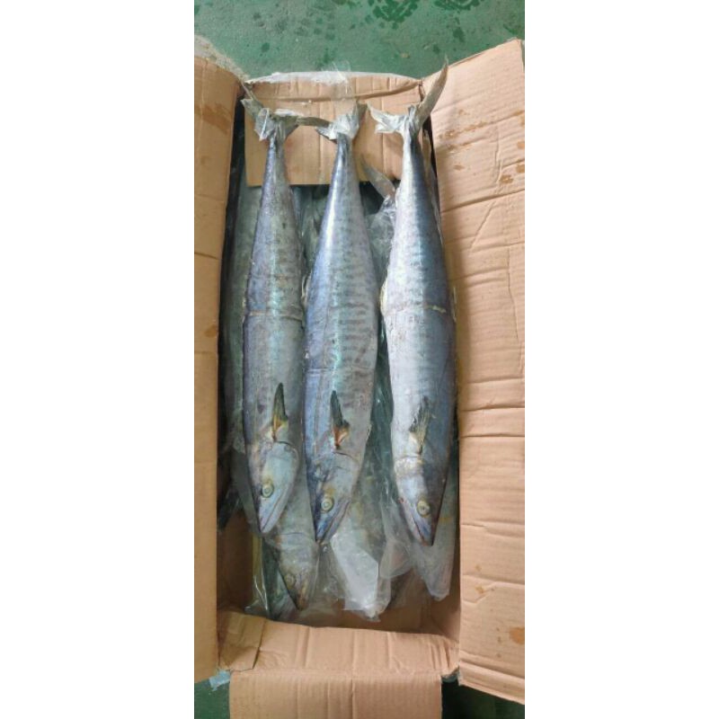 

IKAN TENGGIRI SEGAR